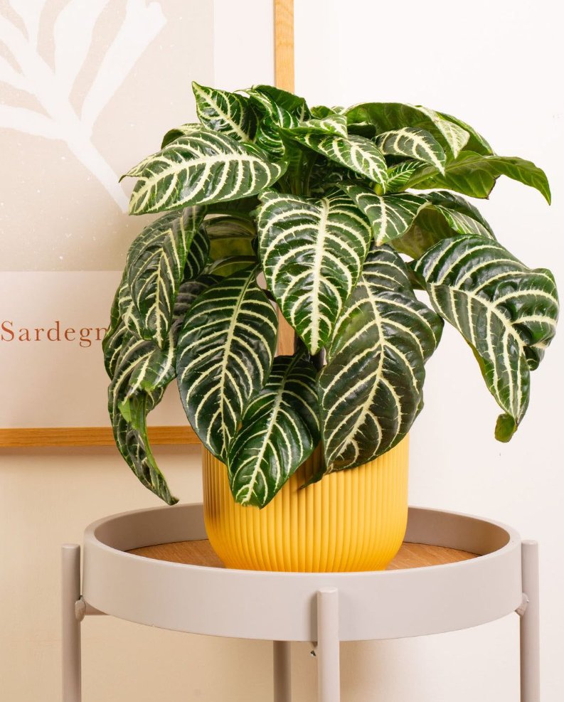 svg+xml;charset=utf-8,%3Csvg%20xmlns%3D%27http%3A%2F%2Fwww.w3